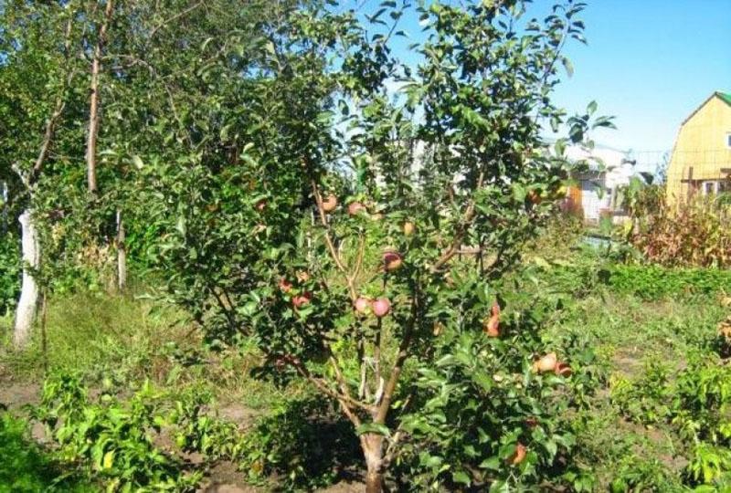 jonge appelboom berkutovskoe