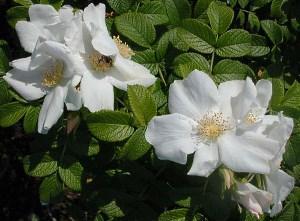 Witte gerimpelde roos