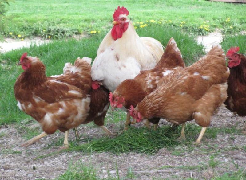 waarom hebben kippen een haan nodig?