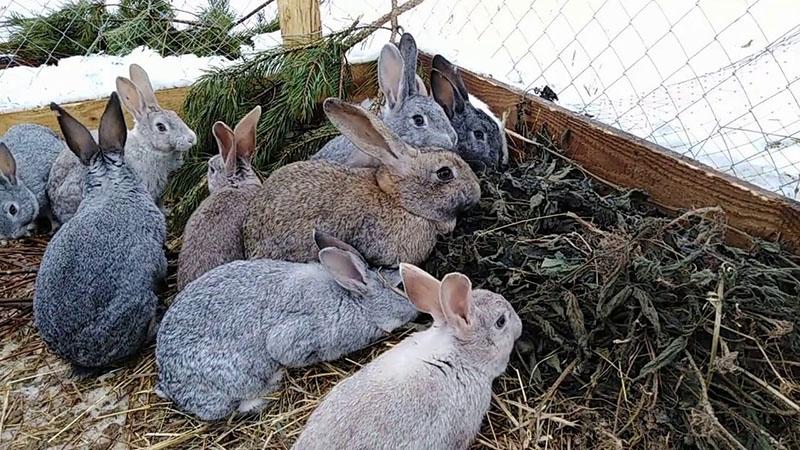 hranjenje zečeva suhom koprivom