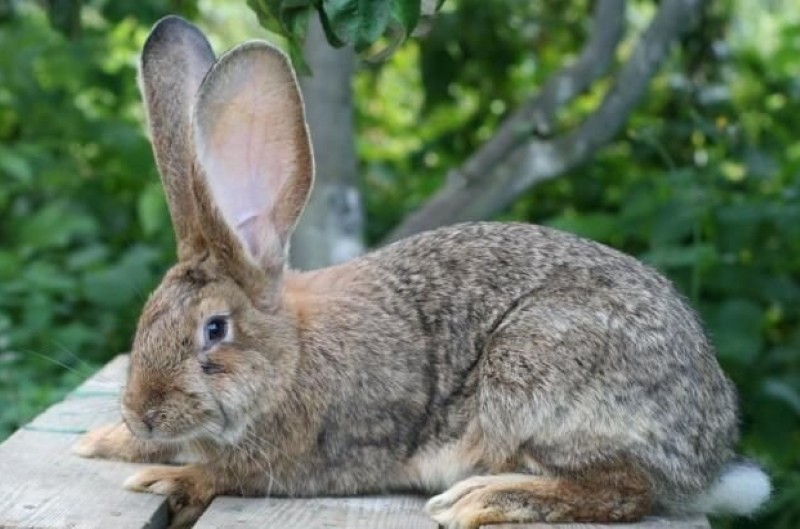 is het mogelijk om het vlees van konijnen met myxomatose te eten?