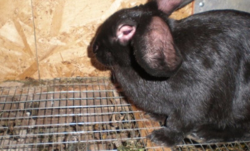 myxomatose bij konijnen is het mogelijk om vlees te eten?