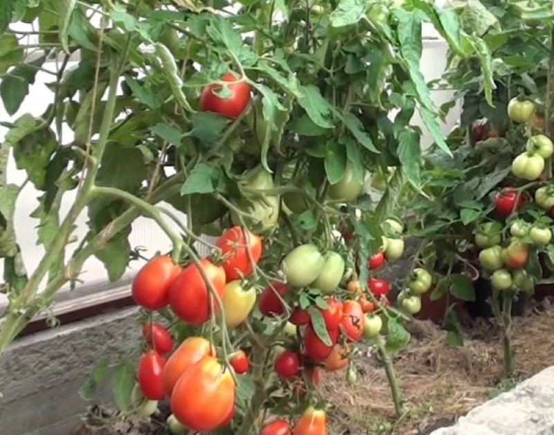 grm rajčice stolypin