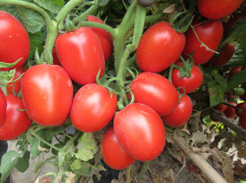 tomaat stolypin