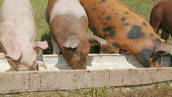 hranjenje svinja