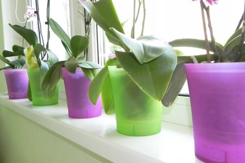 plastične posude za orhideje