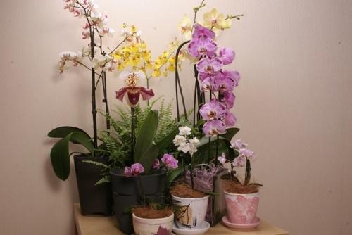 je li moguće posaditi orhideju u neprozirni lonac