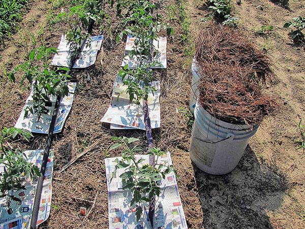 bescherming voor het planten van tomaten