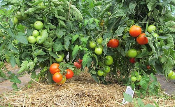 het mulchen van tomaten in het open veld