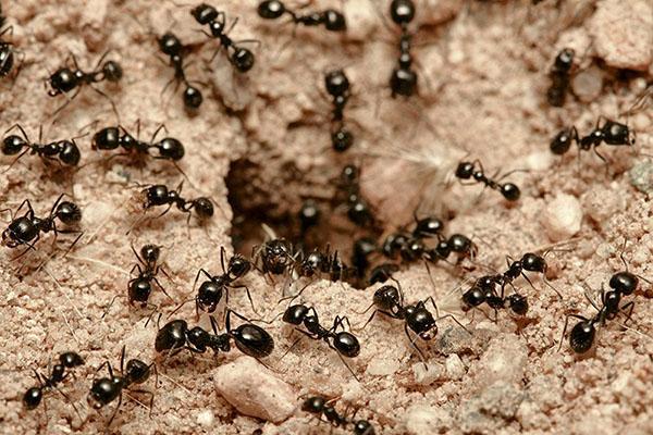 mravlje naselje