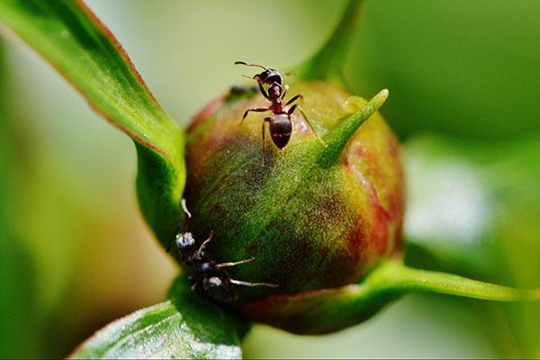 mravi na cvijetu
