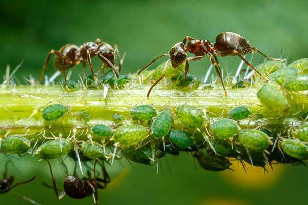 mravi jedu lisne uši