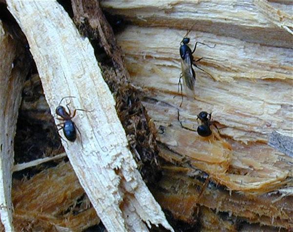 kolonija mrava
