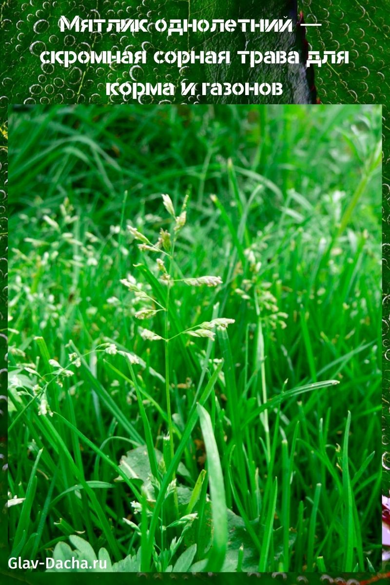 jednogodišnja plava trava