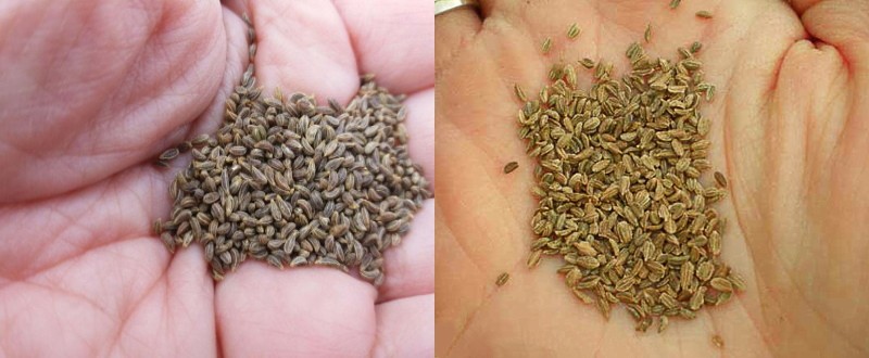kako razlikovati sjemenke peršina od mrkve