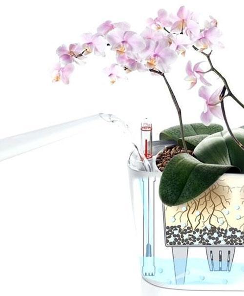 orchidee verzorging