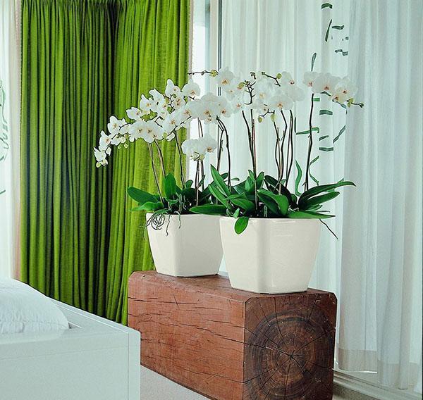 orchideeën in potten met automatische bewatering