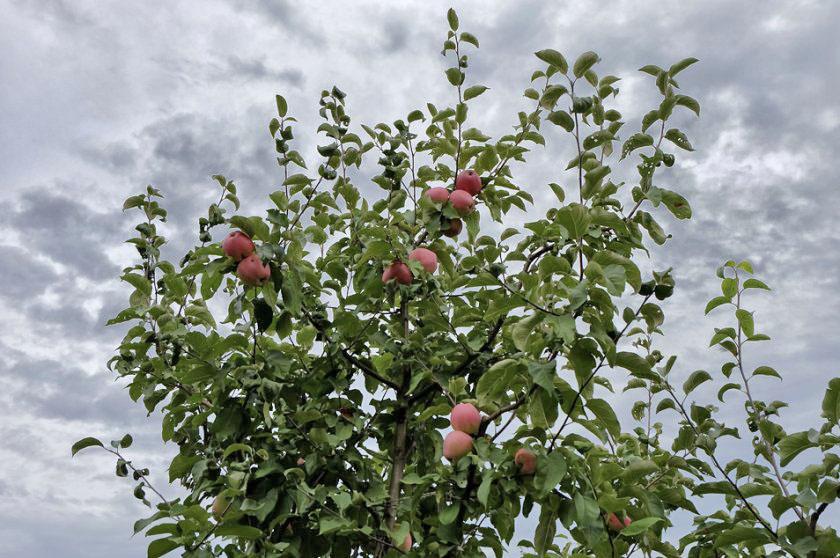 stablo jabuke kandil orlovsky