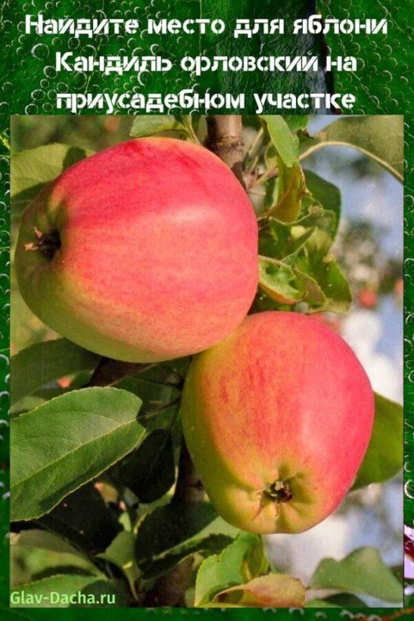 stablo jabuke kandil orlovsky
