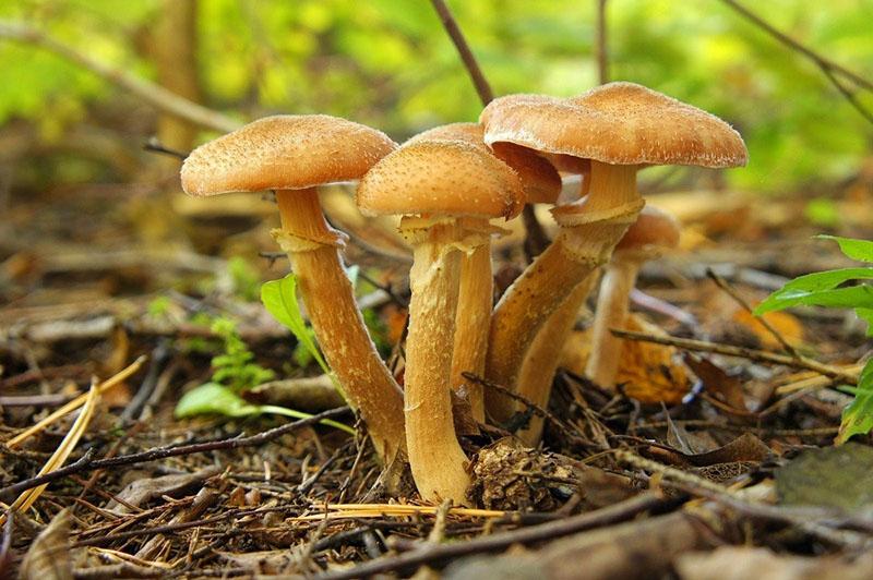 lamellaire paddenstoelen