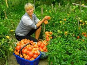 Rijke oogst tomaat