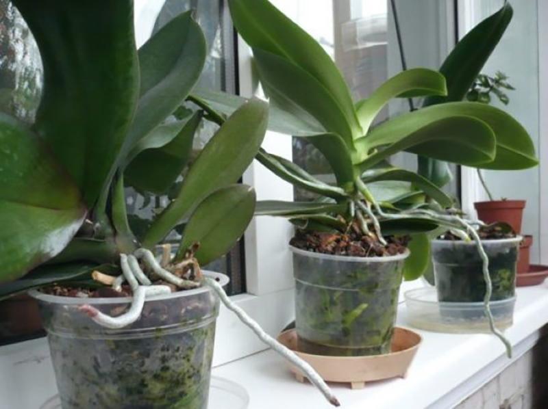 kako učiniti da orhideja procvjeta