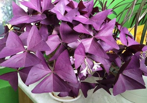 paarse oxalis