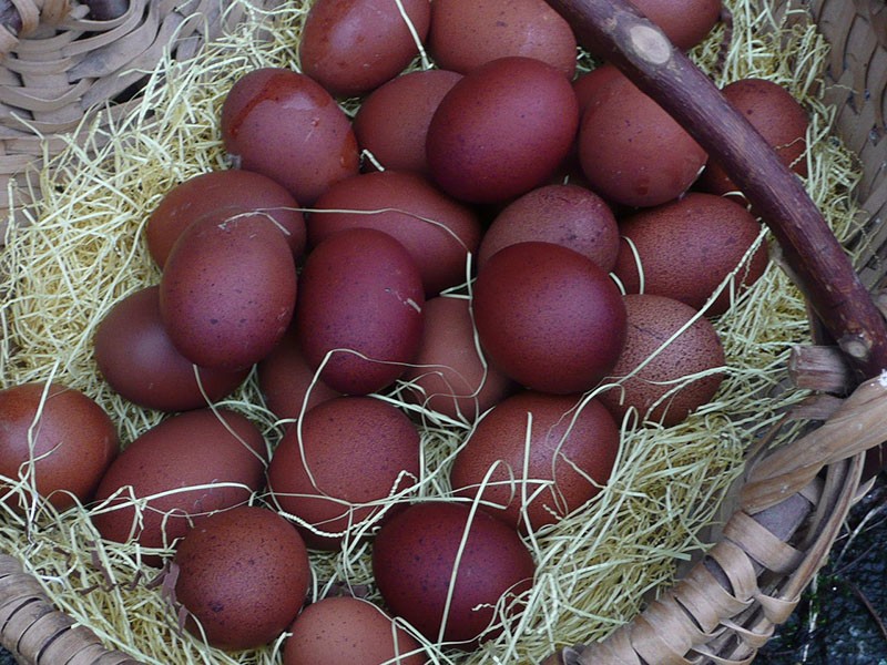 boju ljuske jaja kokoši Maran