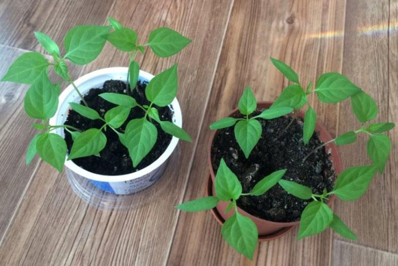 uzgoj sadnica paprike ratane