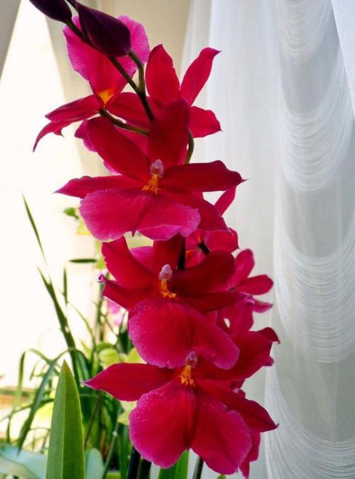 blij met bloeiende orchidee cambria