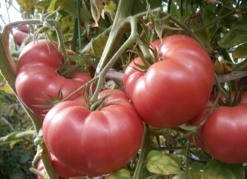voor- en nadelen van tomatenpop masha