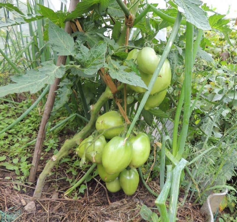 tomaat Petrusha tuinman in de tuin