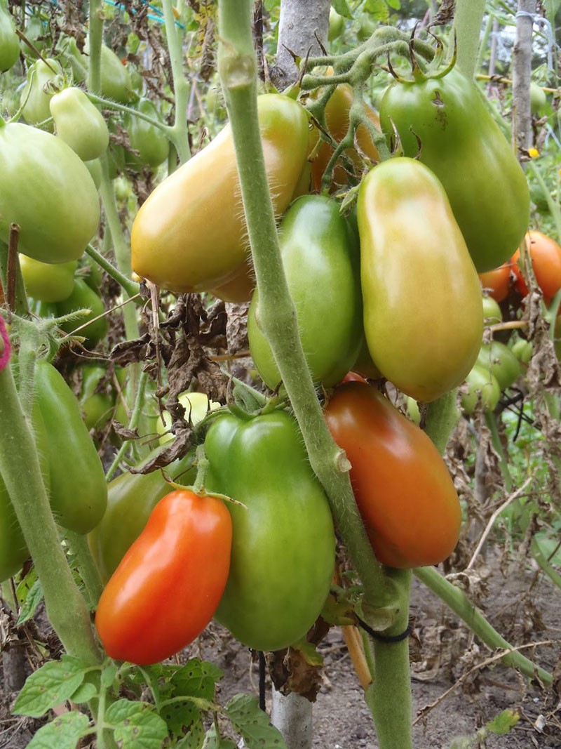 tomaten kweken