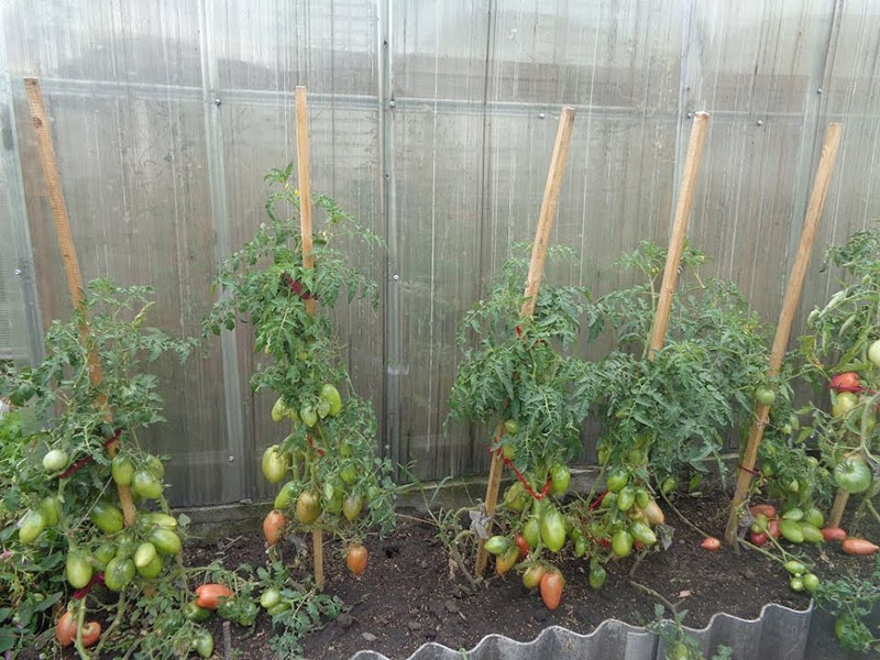 tomaten verzorging