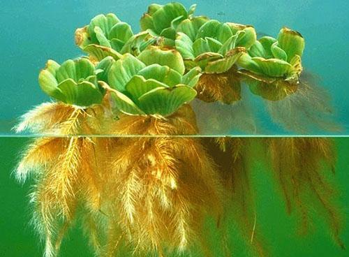 Akvarijska biljka Pistia