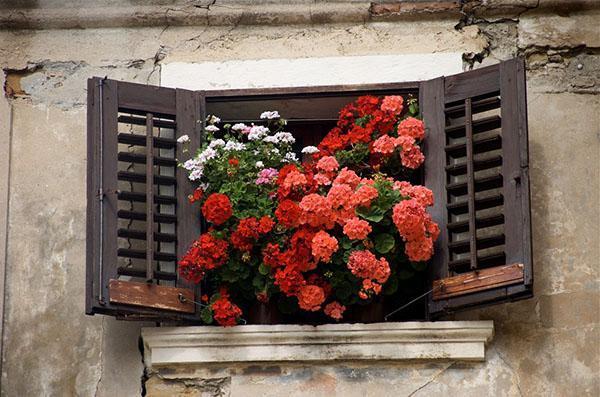Dekoracija prozora - geranija