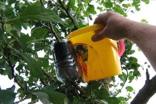perenvoortplanting door luchtlagen