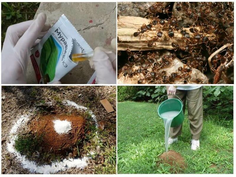 kako se riješiti mrava u vrtu