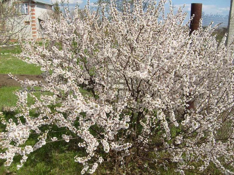 cvjetovi trešnje Ural Ruby