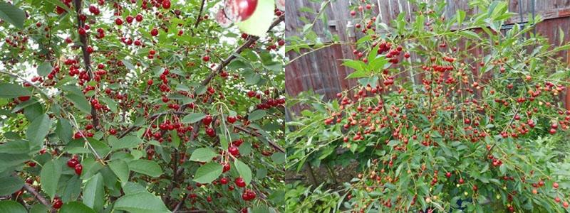 plodovanje Uralske trešnje rubina