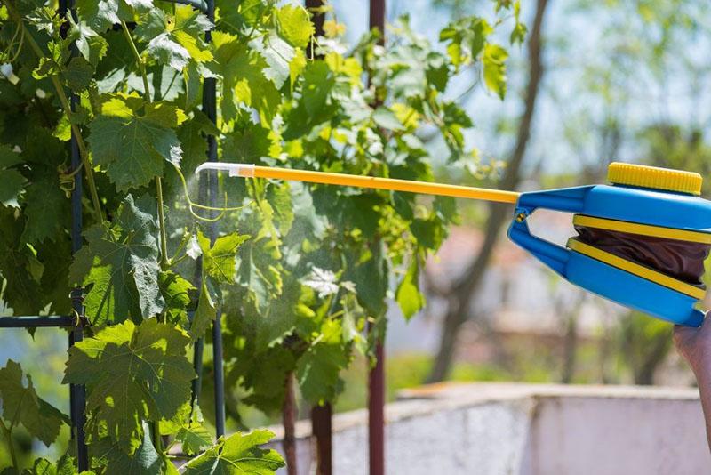 fungicide acrobat mc instructies voor gebruik in de wijngaard