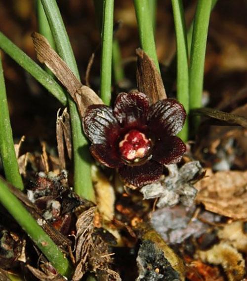 Cvjetovi aspidistre obojeni su tamnoljubičastim, smeđim, ljubičastim ili drugim tonovima