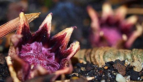 Cvjetovi aspidistre ne tvore nektar