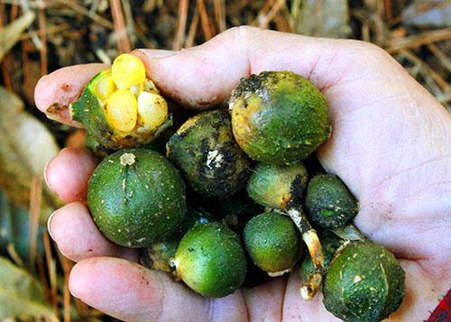 Gusti plod aspidistre koji sadrži jedno do nekoliko velikih sjemenki