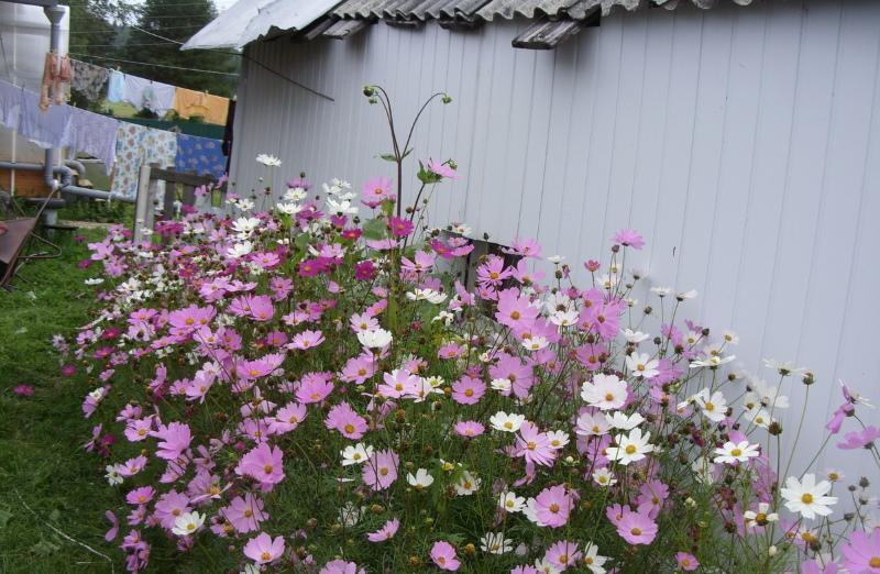 kosmeya planten en verzorgen buiten in de tuin