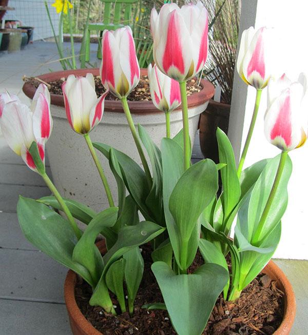 tulipani su procvjetali do 8. marta