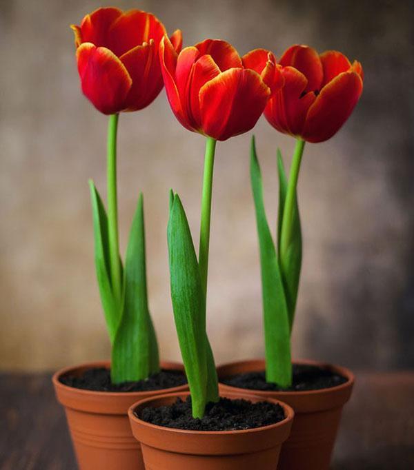 tjeranje tulipana u lonce