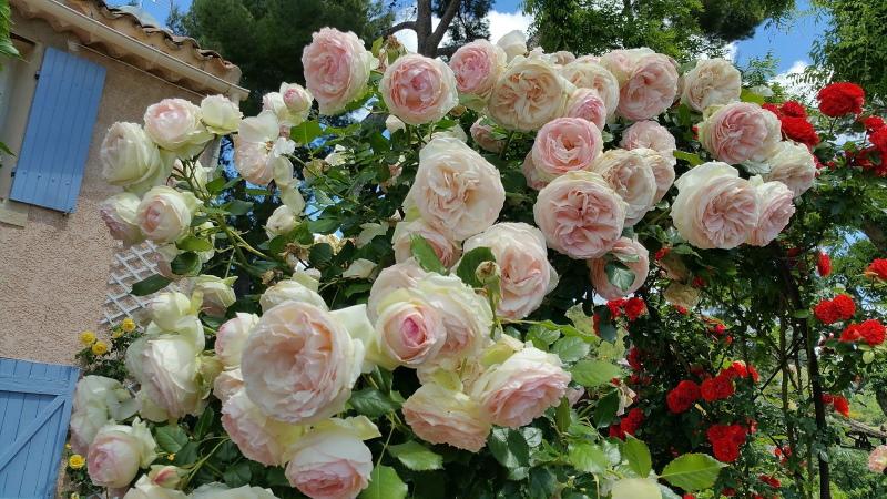 cvijet ruže pierre de ronsard