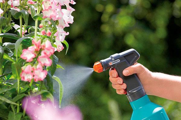 het gebruik van de insecticide calypso in de tuin