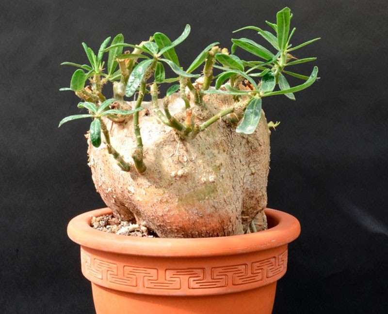 pachypodium succulent